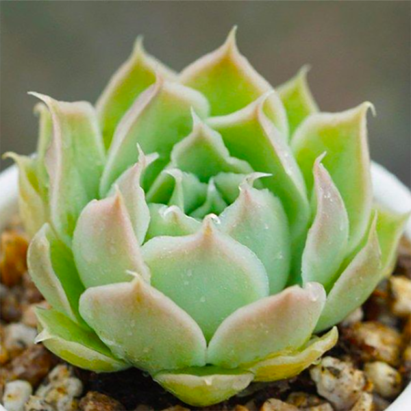 Echeveria simulans (Ascension)