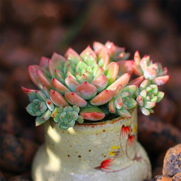 Echeveria Simulans Siberia