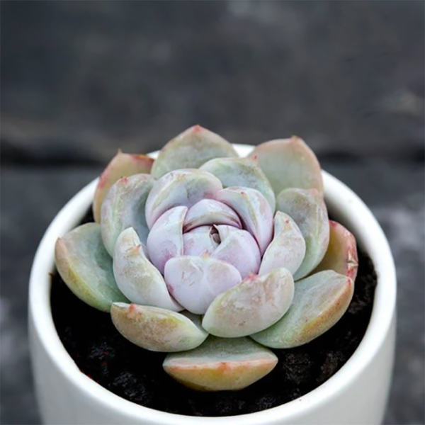 Echeveria Snow Bunny