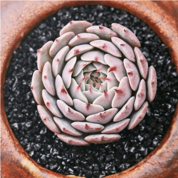 Echeveria sp. Pinwheel