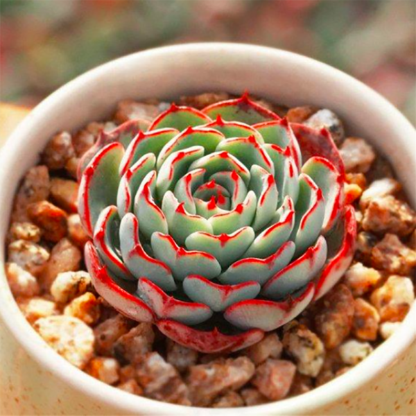 Echeveria sp El Encino