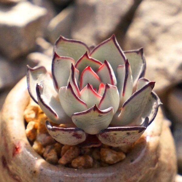 Echeveria Strictiflora v Nova