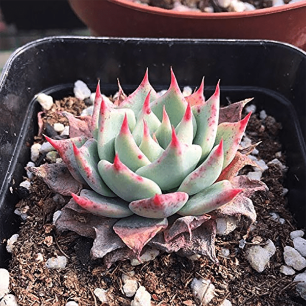 Echeveria subalpina