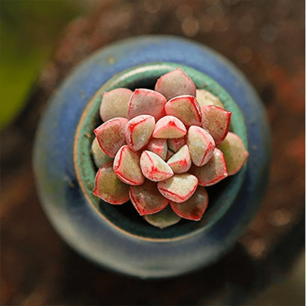 Echeveria subcorymbosa