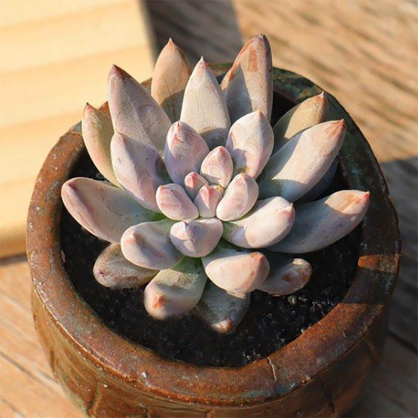 Echeveria tolimanensis