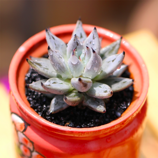 Echeveria Unguiculata