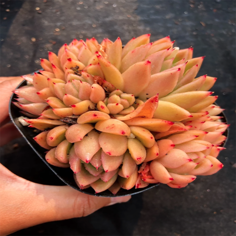 Echeveria Agavoides Miranda