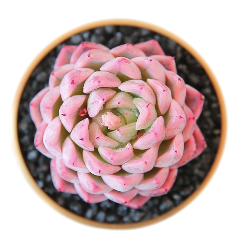 Echeveria Elegans 'Dongting'