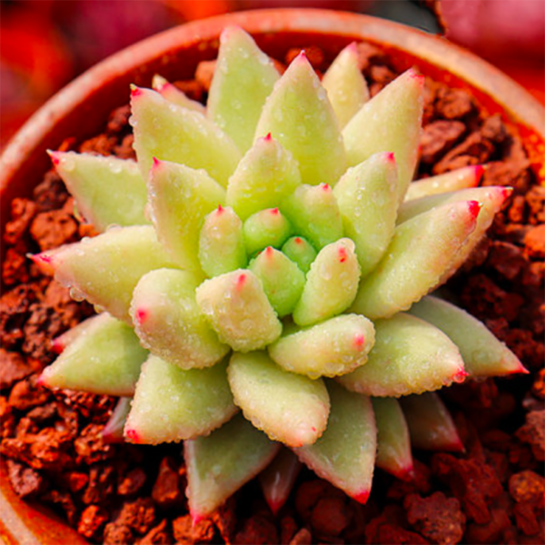Echeveria Meteor