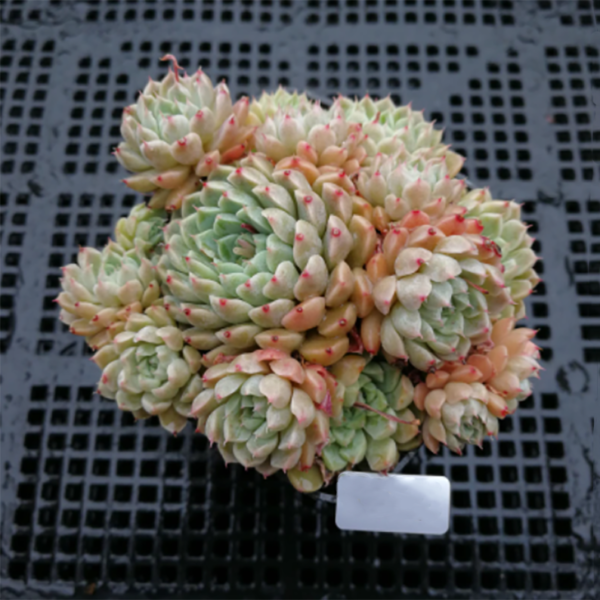 Echeveria Minima Mexico Cluster