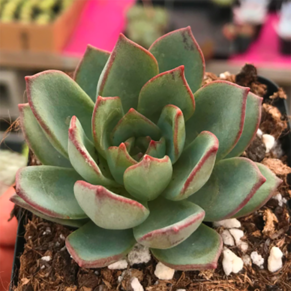 Echeveria Moranii Baker