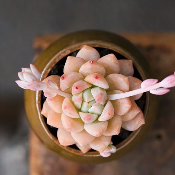 Echeveria prolifica