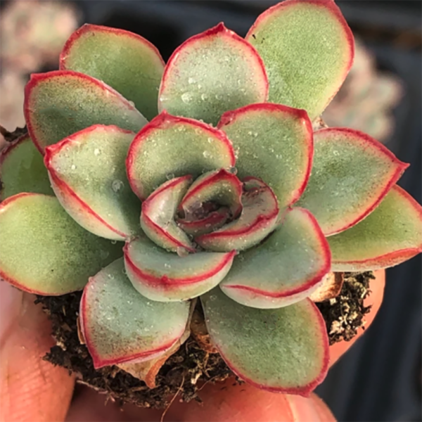 Echeveria Pulidonis Empress Dowager Cixi
