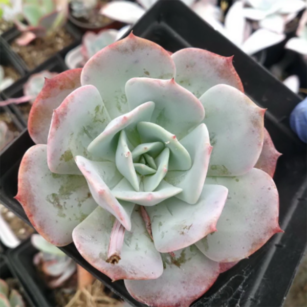 Echeveria Runyonii cv