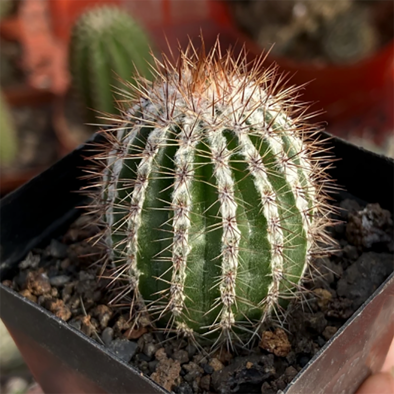 Echinopsis cv. Haku-jo Maru