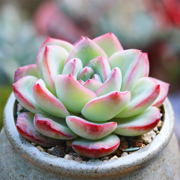 Echeveria Sensation Amabelli