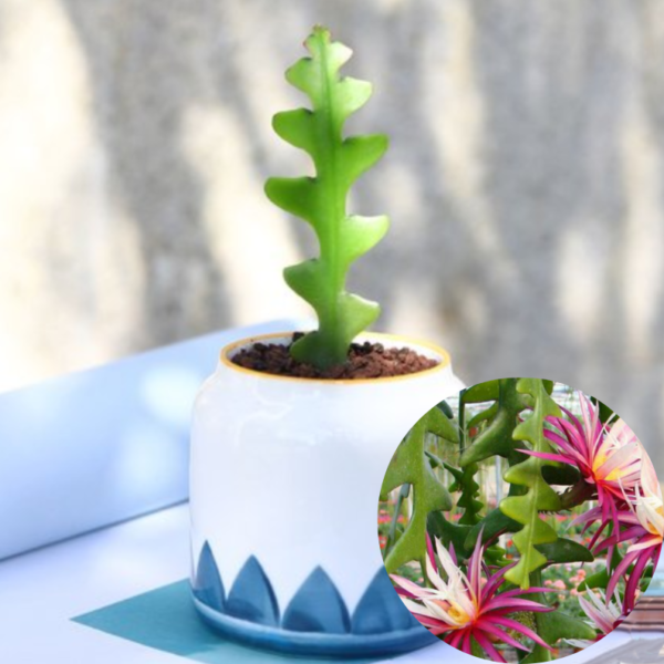 Epiphyllum Anguliger (A Set Of 2)