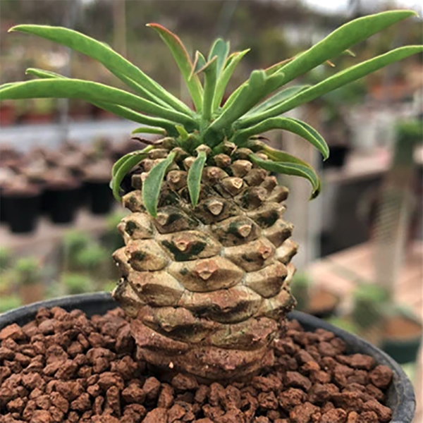 Euphorbia Bupleurifolia 'Pine Cone Plant'
