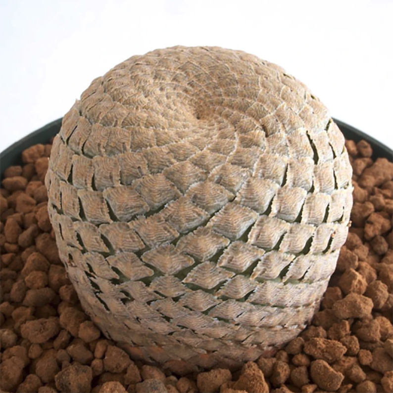Euphorbia Piscidermis Fish Skin