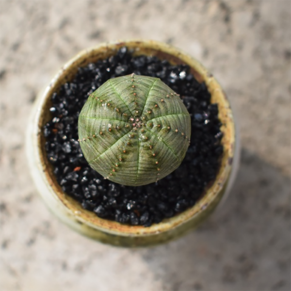 Euphorbia Obesa