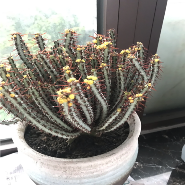 Euphorbia Aeruginosa Schweick Miniature Saguaro