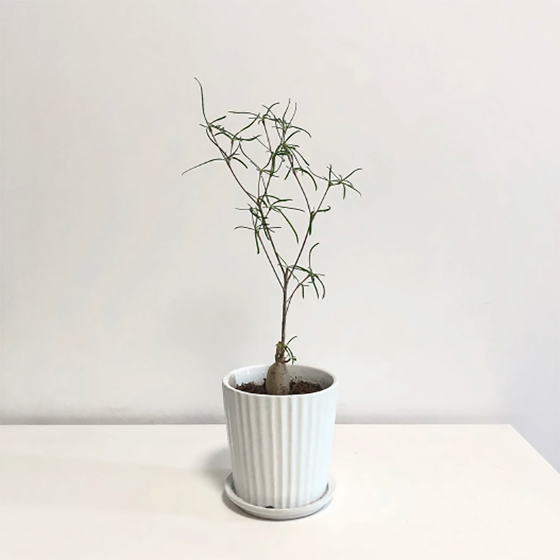 Euphorbia Hedyotoides