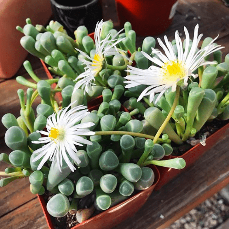 Fenestraria Rhopalophylla Subsp. Aurantiaca