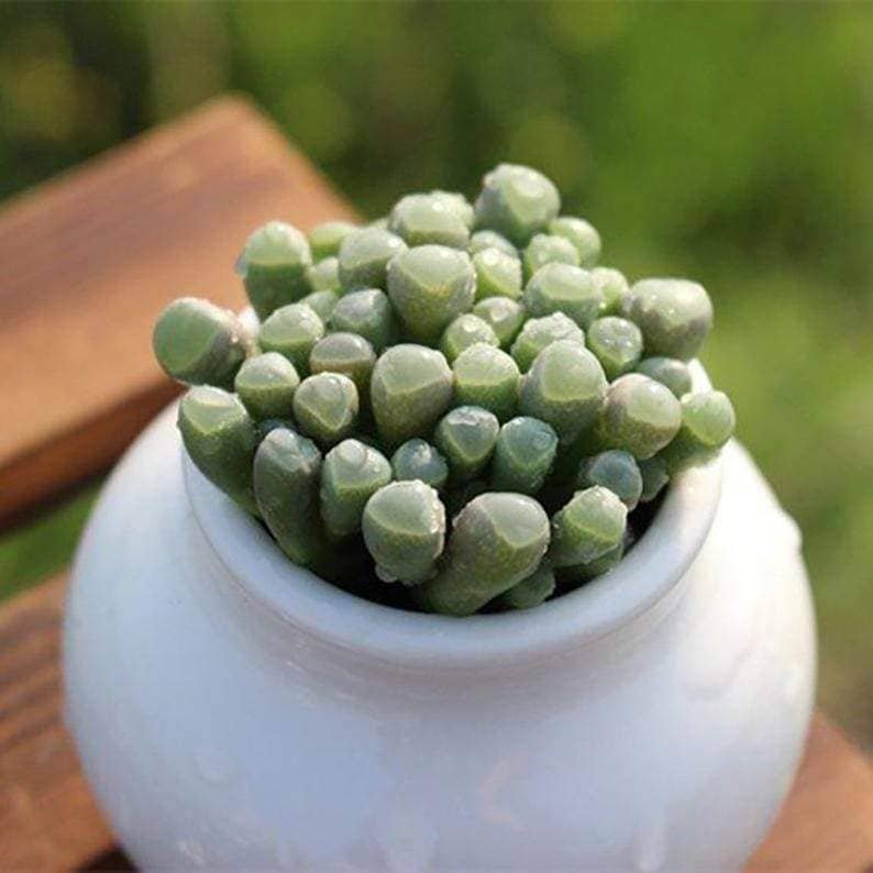 Fenestraria Rhopalophylla Subsp. Aurantiaca - Image 2