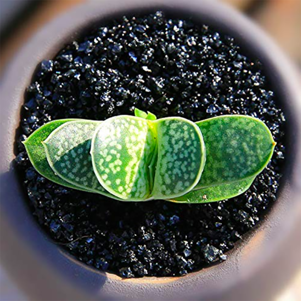 Gasteria Gracilis Baker