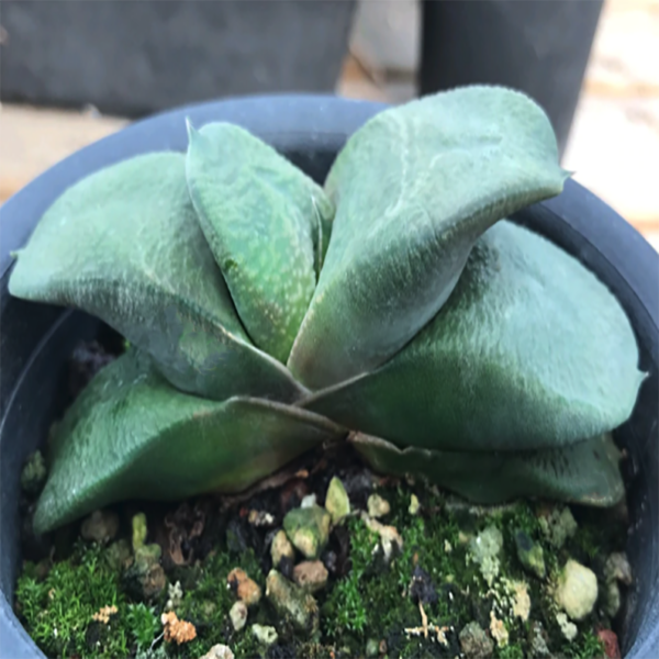 Gasteria Armstrongii Cow Tongue