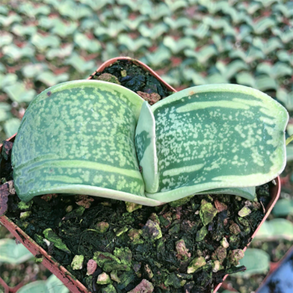 Gasteria Armstrongii Cow Tongue Variegata