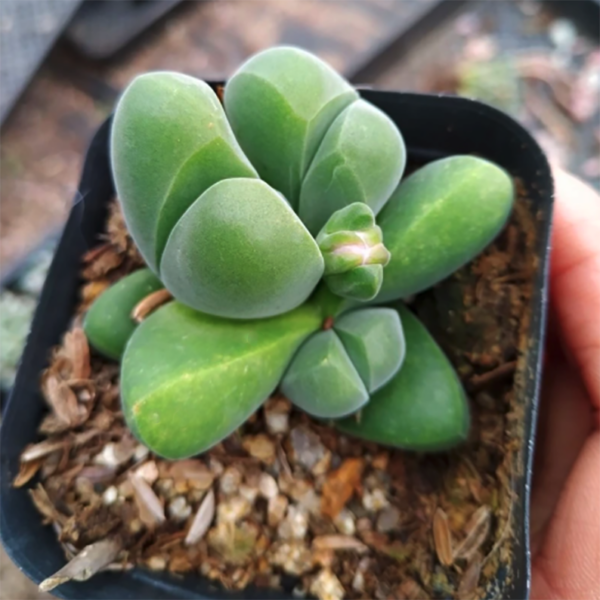 Gibbaeum Dispar