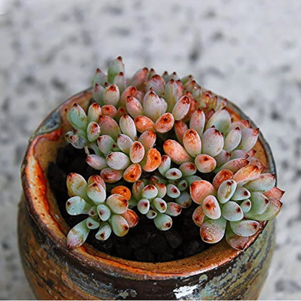 Graptopetalum BlackBerry
