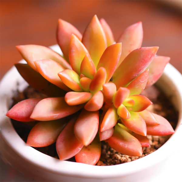 Graptopetalum California Sunset