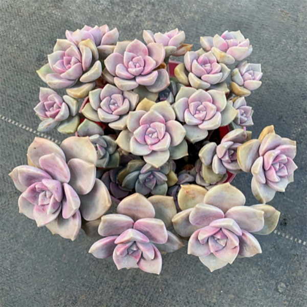 Graptopetalum 'Purple Delight' Cluster
