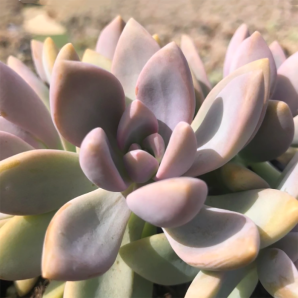 Graptopetalum 'Purple Haze'