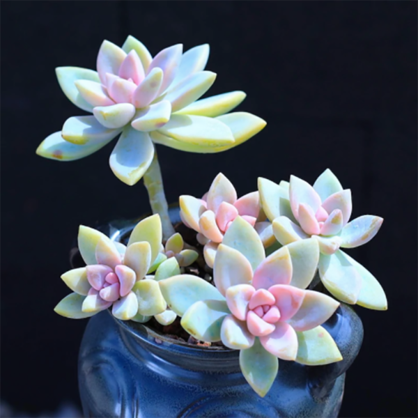 Graptopetalum 'Purple Haze' Cluster