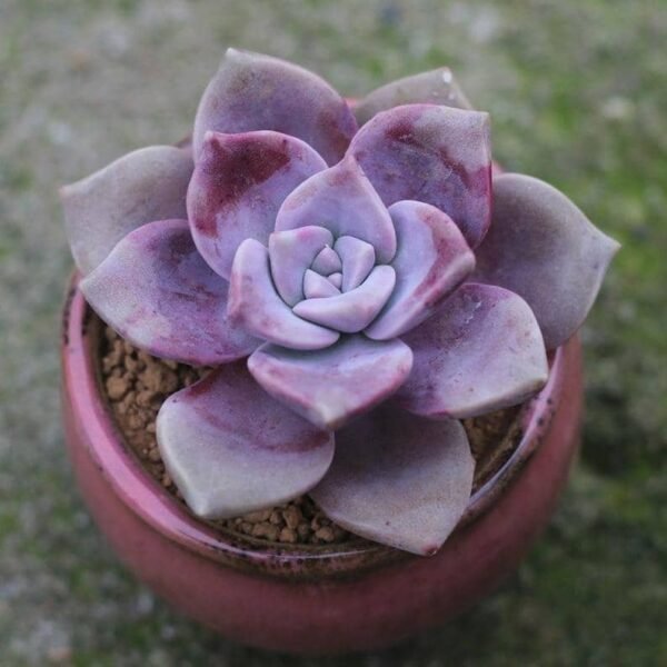 Graptopetalum Purple Delight