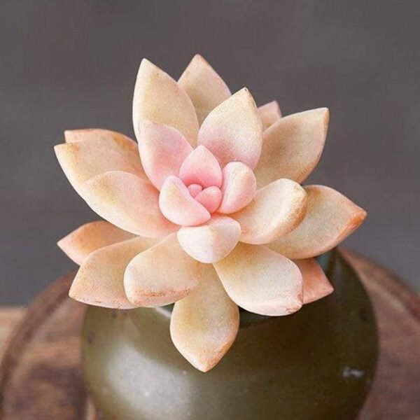 Graptopetalum Victor Kane