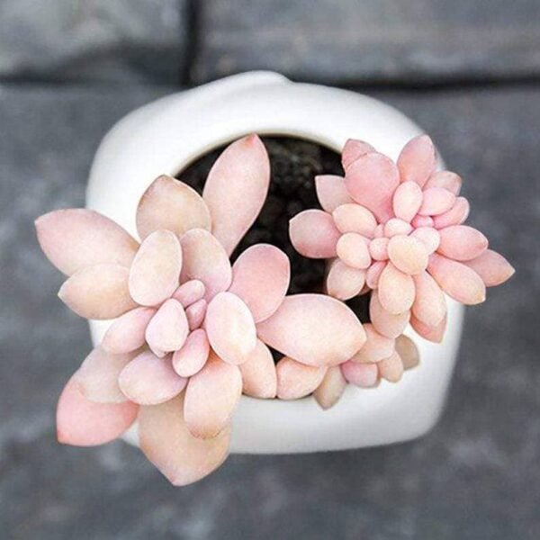 Graptopetalum amethystinum