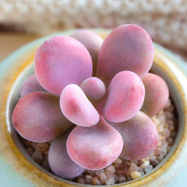Graptopetalum amethystinum (Rose) Walther