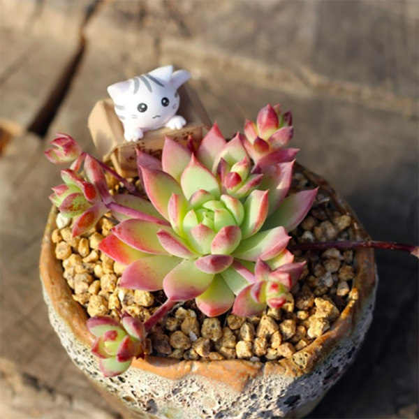 Graptopetalum macdougallii Alexander