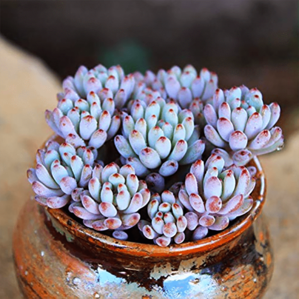 Graptopetalum Pachyphyllum Bluebean