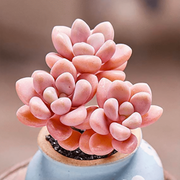 Graptopetalum Sp Ellen
