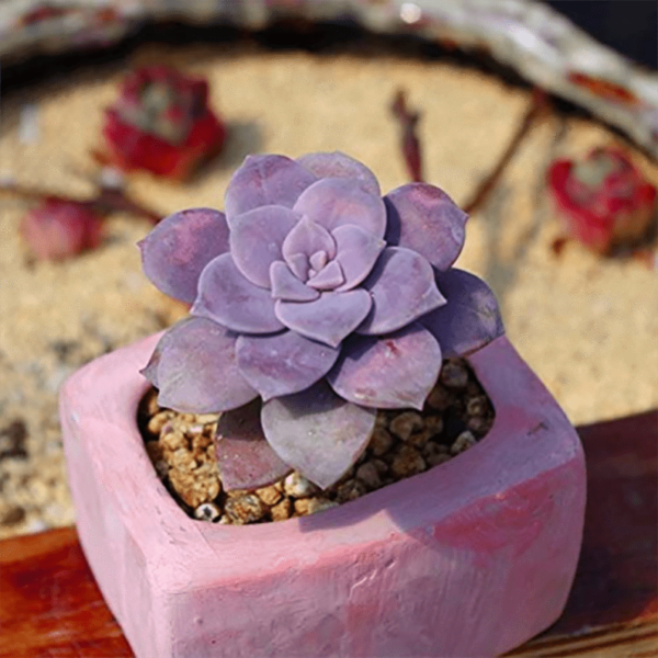 Graptopetalum superbum (Kimnach) Acev.-Rosas