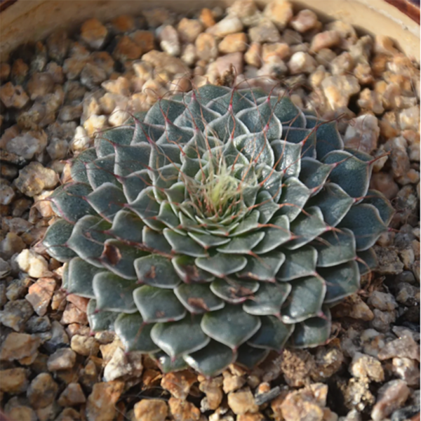 Graptopetalum Filiferum (S. Watson) J. Whitehead
