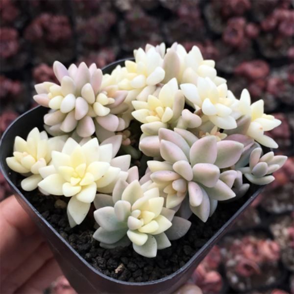 Graptopetalum Mendozae Variegata
