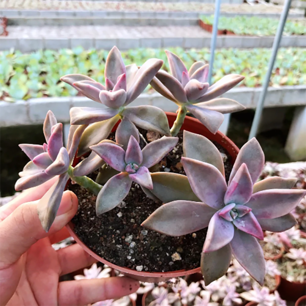 Graptopetalum Paraguayense Hancailian