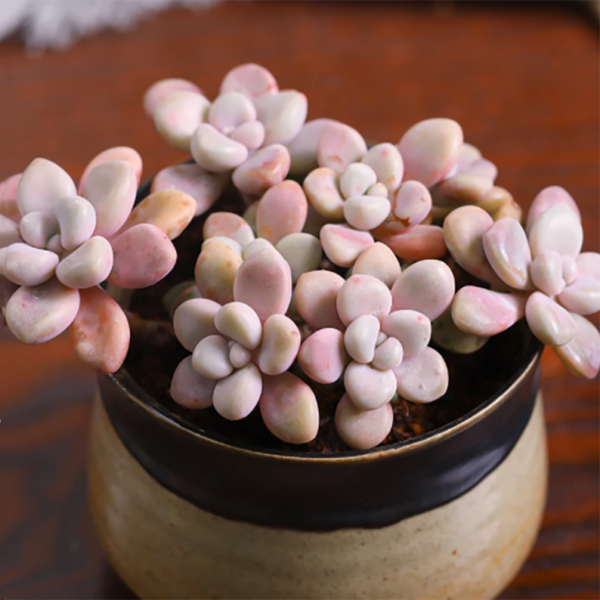 Graptopetalum sp('Ellen') Cluster