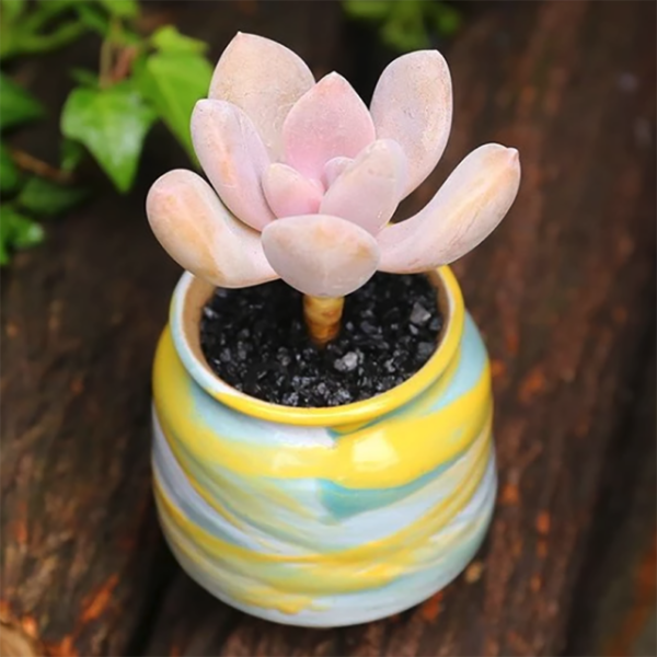 Graptophytum Supreme